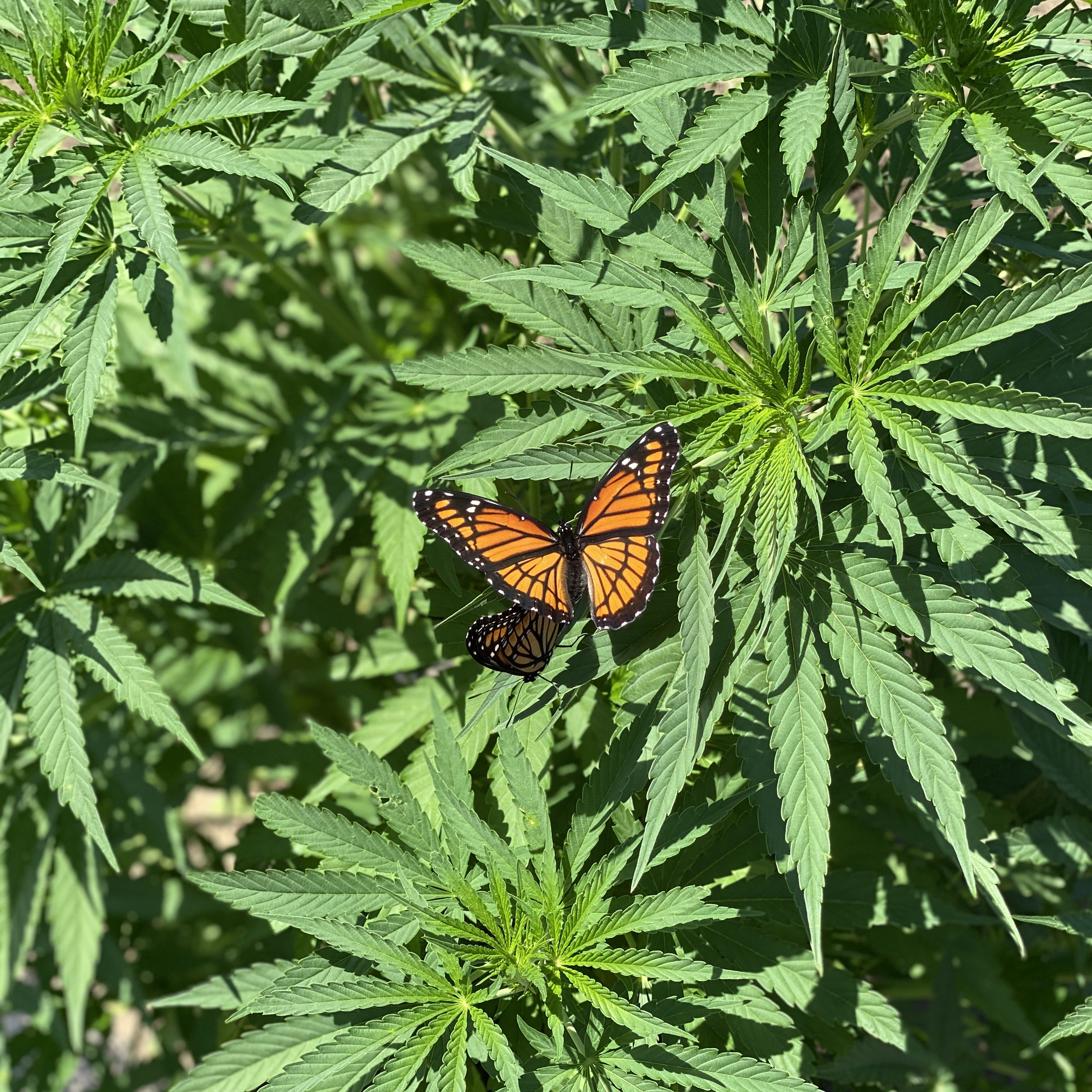 SwampBuck Farms Plant Butterfly Visit